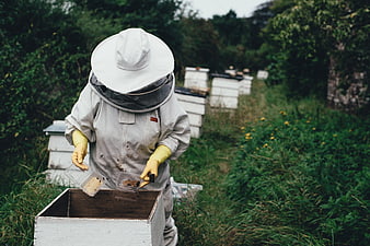 Beekeeper inspecting honeycomb frames in apiary