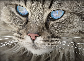 Close-up portrait of a grey tabby cat with striking blue eyes