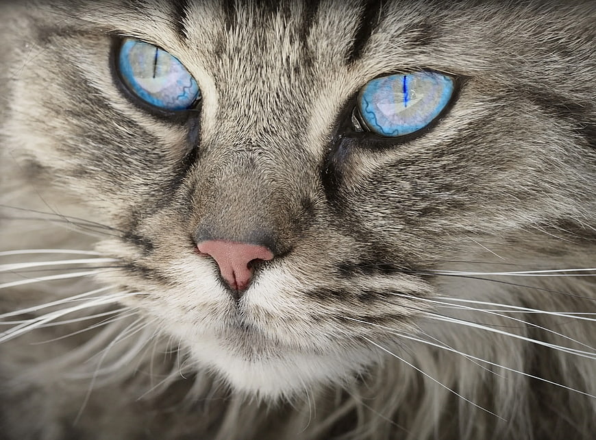 Close-up portrait of a grey tabby cat with striking blue eyes