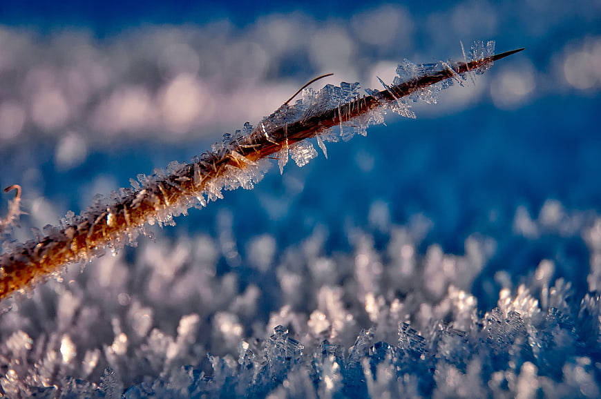 Macro Close-Up of Frost Crystals on a Yucca Twig