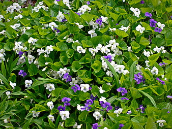 Vibrant White and Purple Wild Violets in Spring Meadow