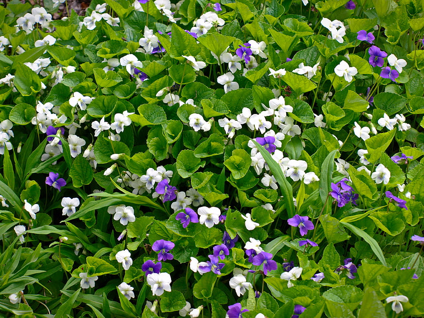 Vibrant White and Purple Wild Violets in Spring Meadow