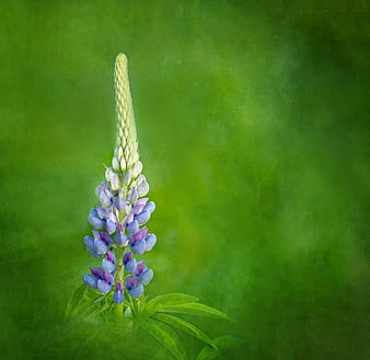 Purple Lupine Flower Against Soft Green Background