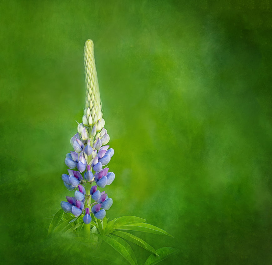 Purple Lupine Flower Against Soft Green Background