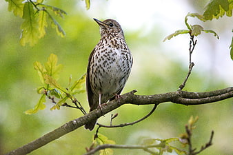 Spotted Thrush Bird Perched on Oak Branch in Spring