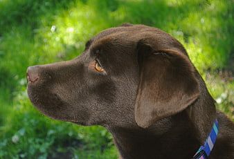 Chocolate Labrador Retriever Portrait in Green Grass