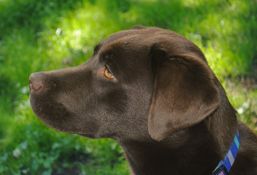 Chocolate Labrador Retriever Portrait in Green Grass