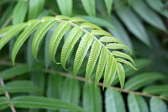 Close-up of vibrant green fern leaf with blurred background