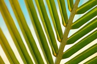 Close-up of vibrant green palm leaf against blue sky