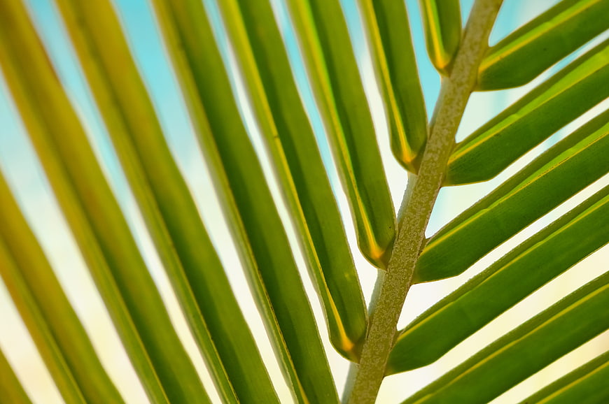 Close-up of vibrant green palm leaf against blue sky