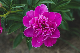 Vibrant Pink Peony Flower Close-Up in Garden