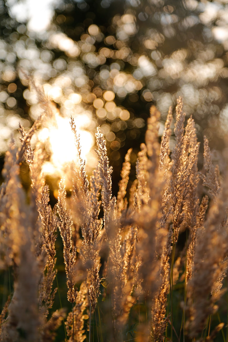 Golden Backlit Wild Grasses in Sunset Meadow