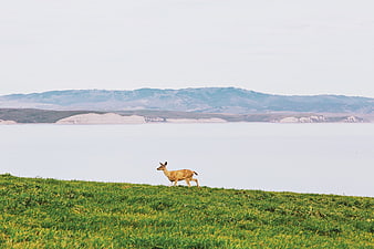Lone Deer Walking on Green Hillside Overlooking Lake