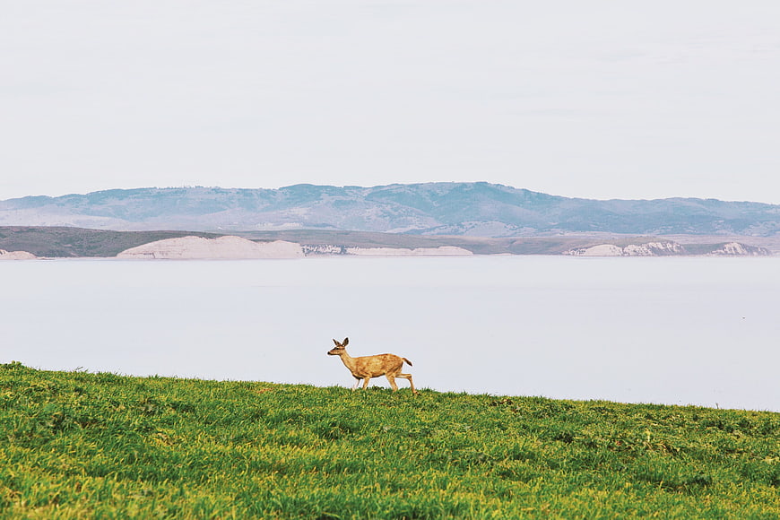 Lone Deer Walking on Green Hillside Overlooking Lake