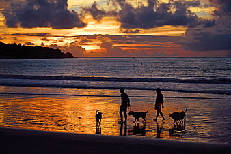 Silhouettes of people and dogs walking on a beach at sunset