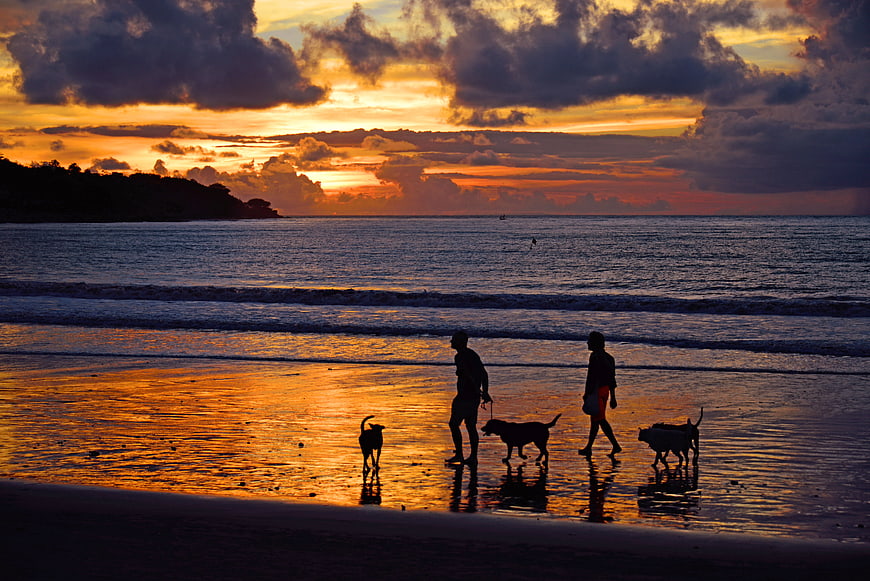 Silhouettes of people and dogs walking on a beach at sunset