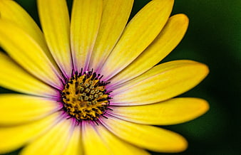Close-up of a vibrant yellow flower with purple center