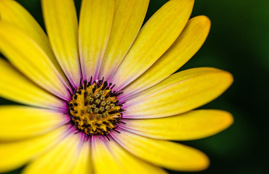 Close-up of a vibrant yellow flower with purple center