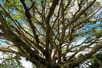 Low angle view of mossy tree branches against blue sky