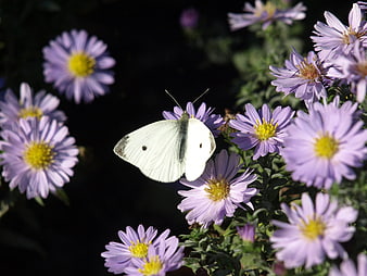 White Cabbage Butterfly on Purple Aster Flowers