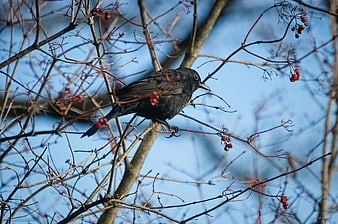 Blackbird perched on rowan branch with red berries