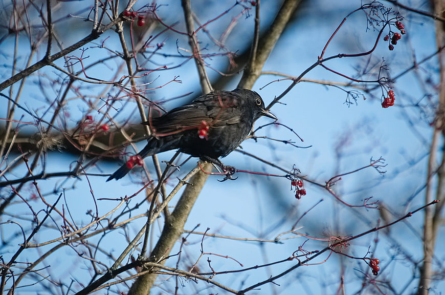 Blackbird perched on rowan branch with red berries