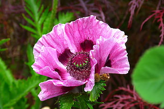Close-up of vibrant pink poppy flower in garden