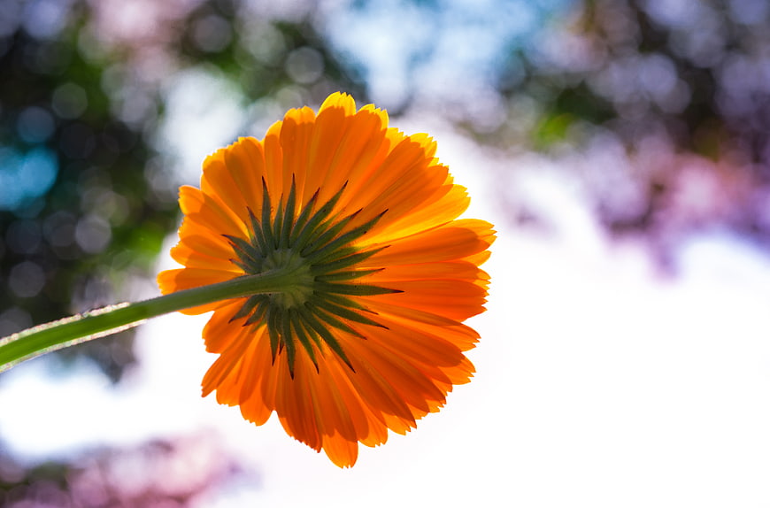 Vibrant Orange Marigold Flower Close-Up with Bokeh Background