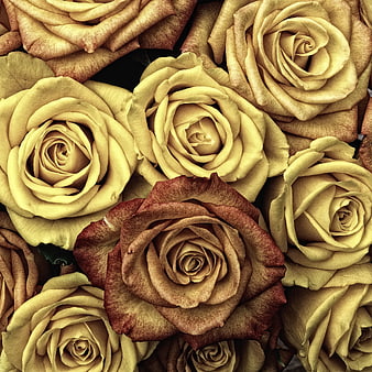 Vintage Dried Yellow and Brown Roses Close Up