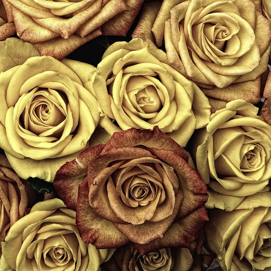 Vintage Dried Yellow and Brown Roses Close Up