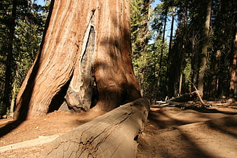 Massive Redwood Tree Trunk in Sunlit Forest