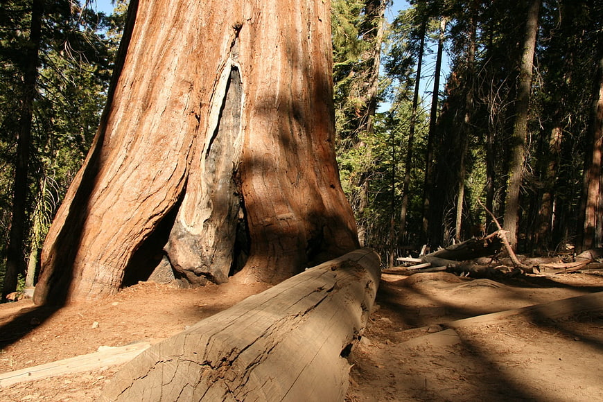 Massive Redwood Tree Trunk in Sunlit Forest