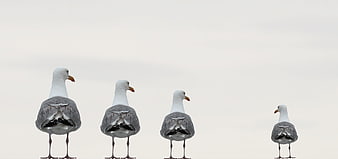 Four seagulls standing in a row on a beach
