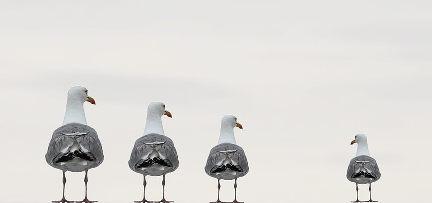 Four seagulls standing in a row on a beach
