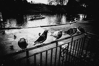 Black and white pigeons perched on a park railing