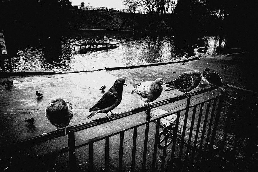 Black and white pigeons perched on a park railing