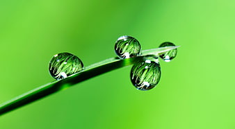 Macro photography of dew drops on a green grass blade