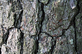 Close-up texture of rough tree bark with moss