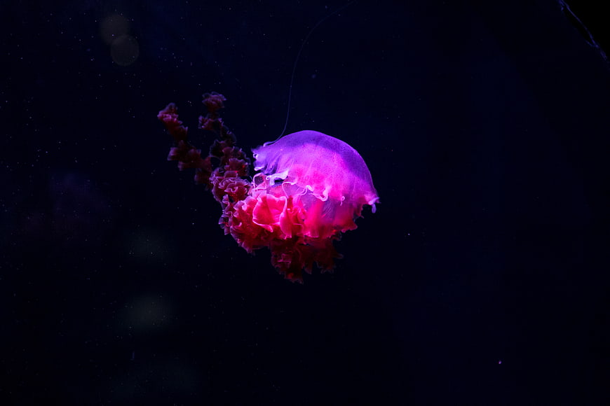 Glowing Pink Jellyfish Floating in Dark Deep Ocean Water