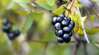 Close-up of ripe black berries on a branch