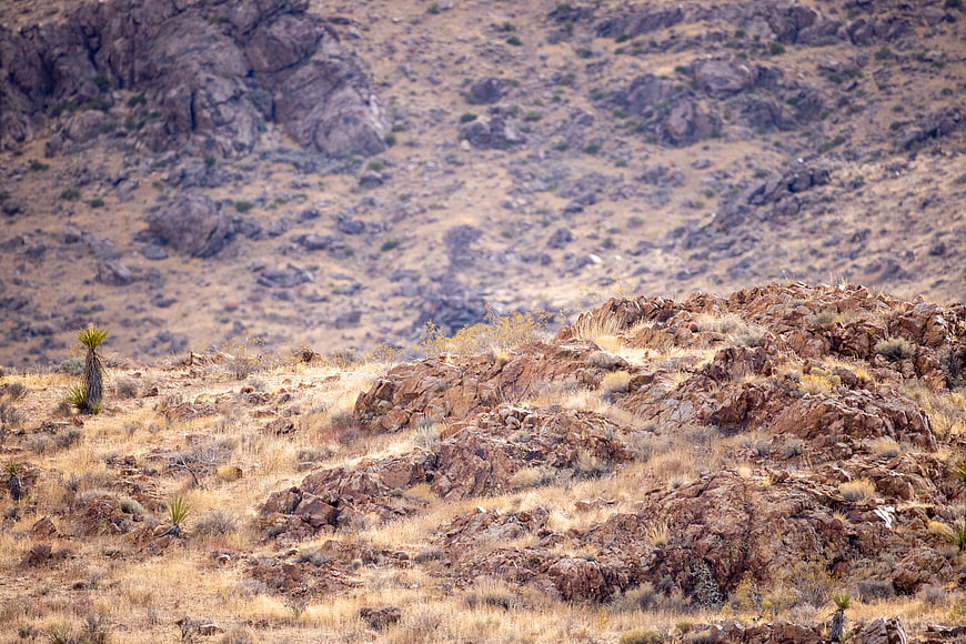 Rocky desert landscape with yucca plants and dry terrain