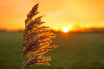 Backlit Wild Grass Plume Against Golden Autumn Sunset Sky