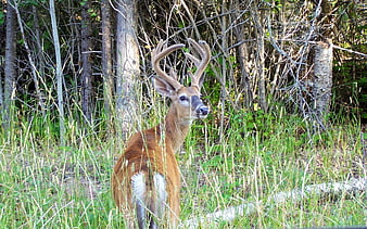 White-tailed deer buck standing in forest underbrush