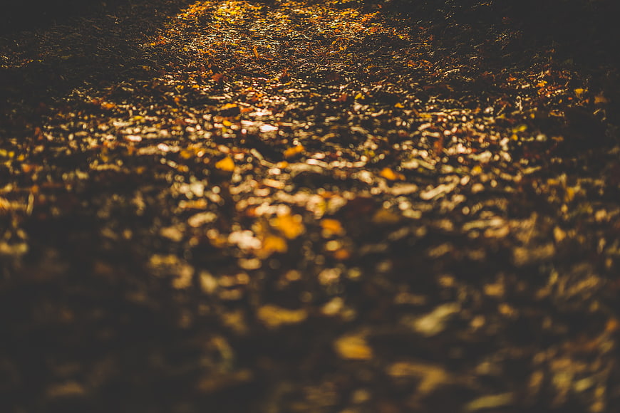 Abstract Autumn Leaves Background with Golden Sunlight