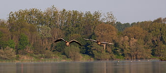 Two Geese Flying Low Over Calm Lake with Forest Background