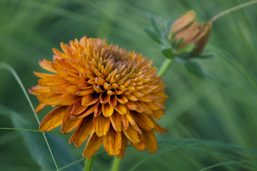 Close-up of vibrant orange zinnia flower in green garden
