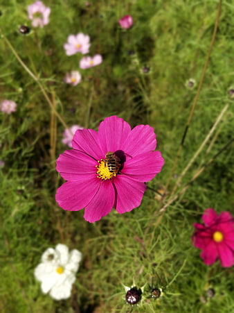 Honeybee Pollinating Vibrant Pink Cosmos Flower in Garden