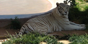 White tiger resting in zoo enclosure