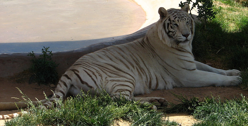 White tiger resting in zoo enclosure