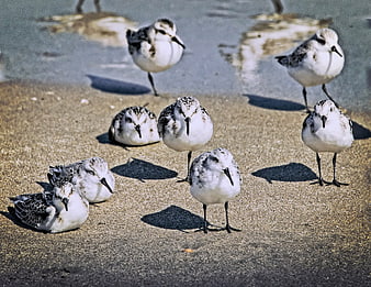 Group of Sanderlings Resting on Sandy Beach Shore